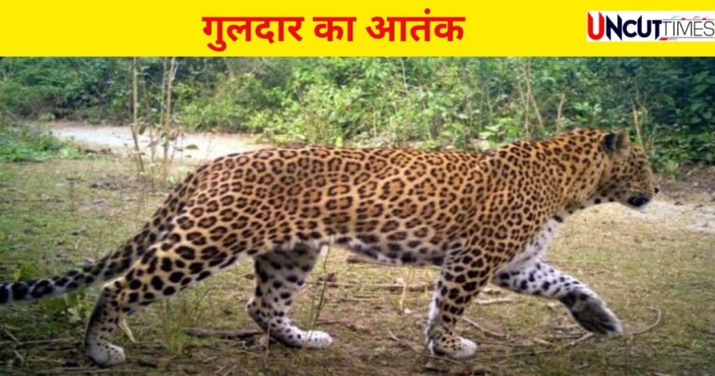 हल्द्वानी में आदमखोर गुलदार कैद, अल्मोड़ा में पिता-पुत्र पर झपट्टा