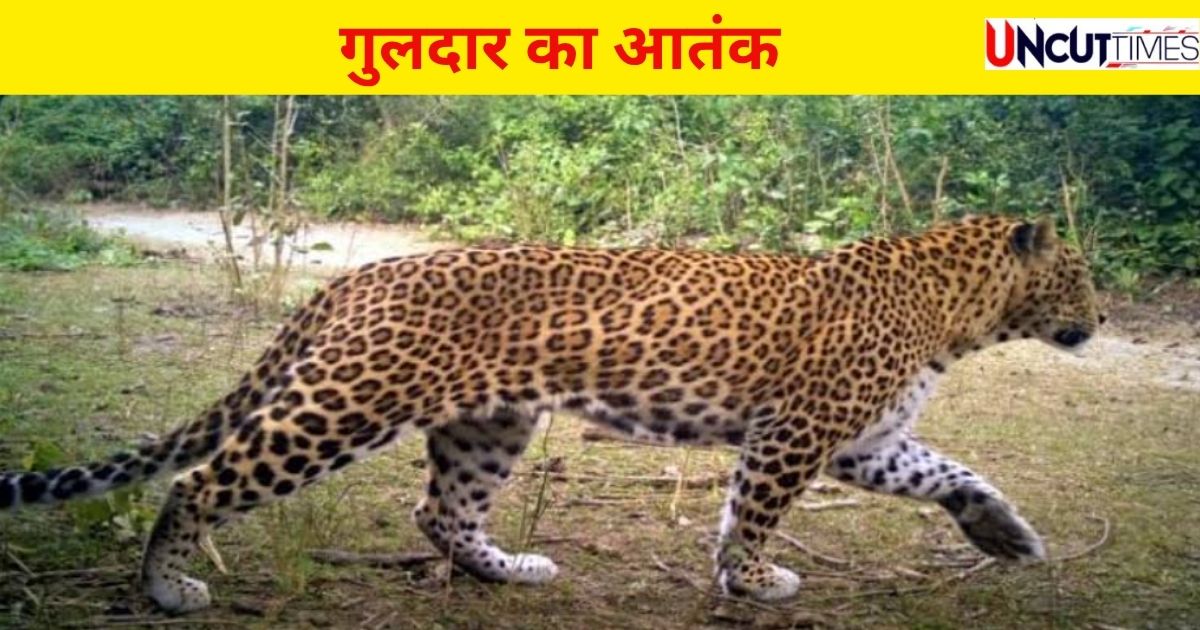हल्द्वानी में आदमखोर गुलदार कैद, अल्मोड़ा में पिता-पुत्र पर झपट्टा